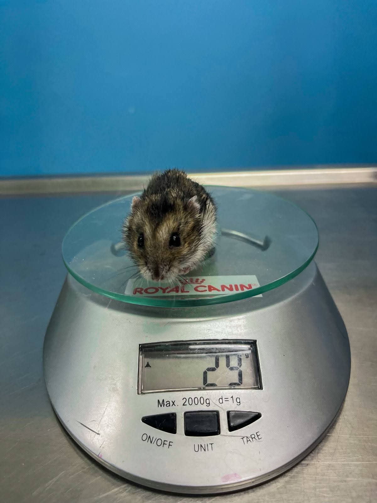 Hrčak na preciznoj vagi tokom pregleda u 4PET Veterinarskoj stanici