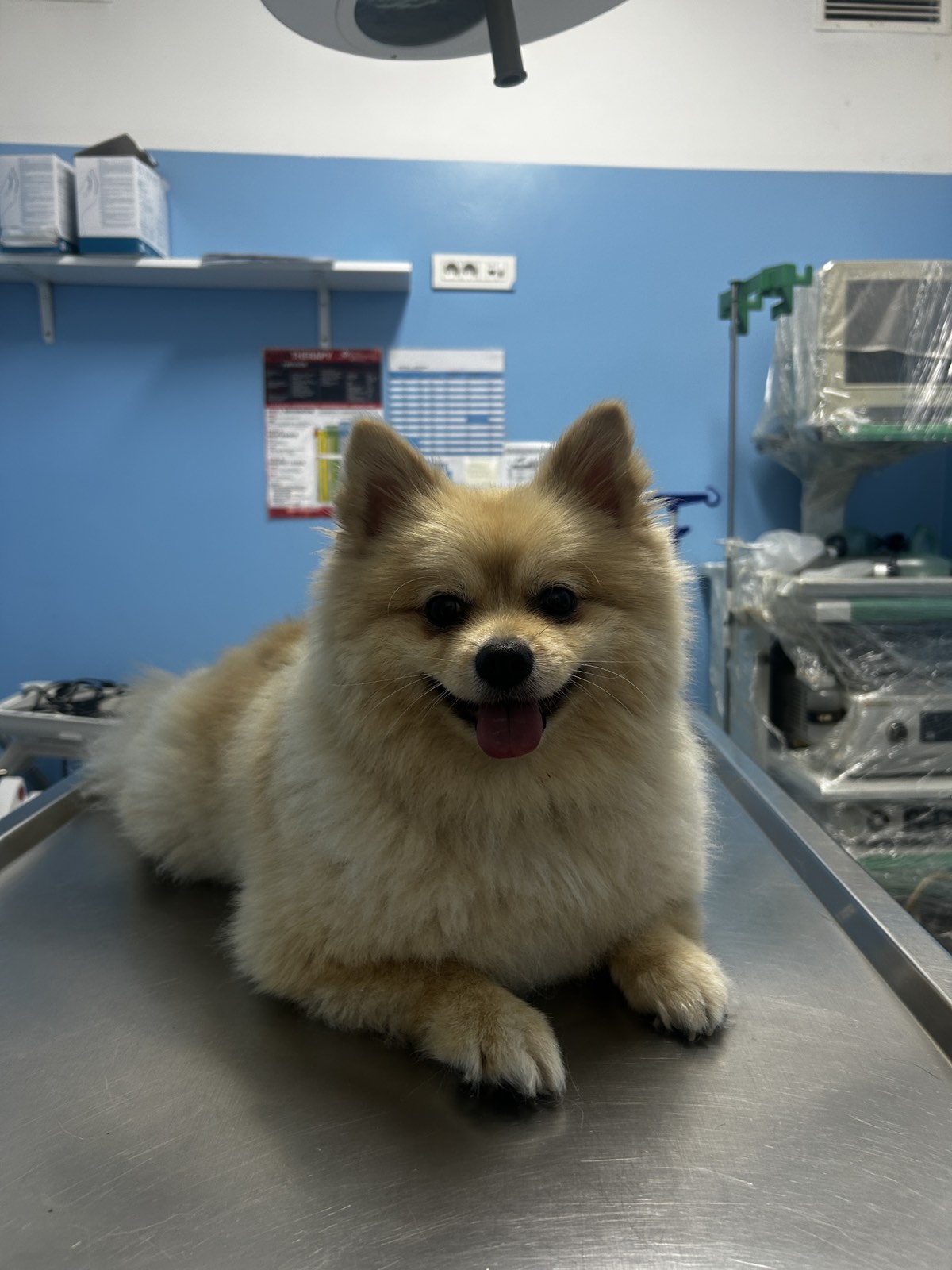 Mali pas na stolu za pregled u ordinaciji 4PET Veterinarske stanice