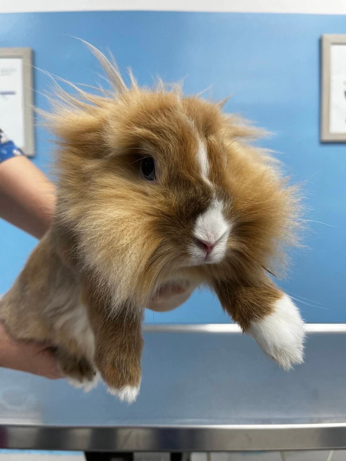 Kunić u rukama osoblja tokom pregleda u 4PET Veterinarskoj stanici