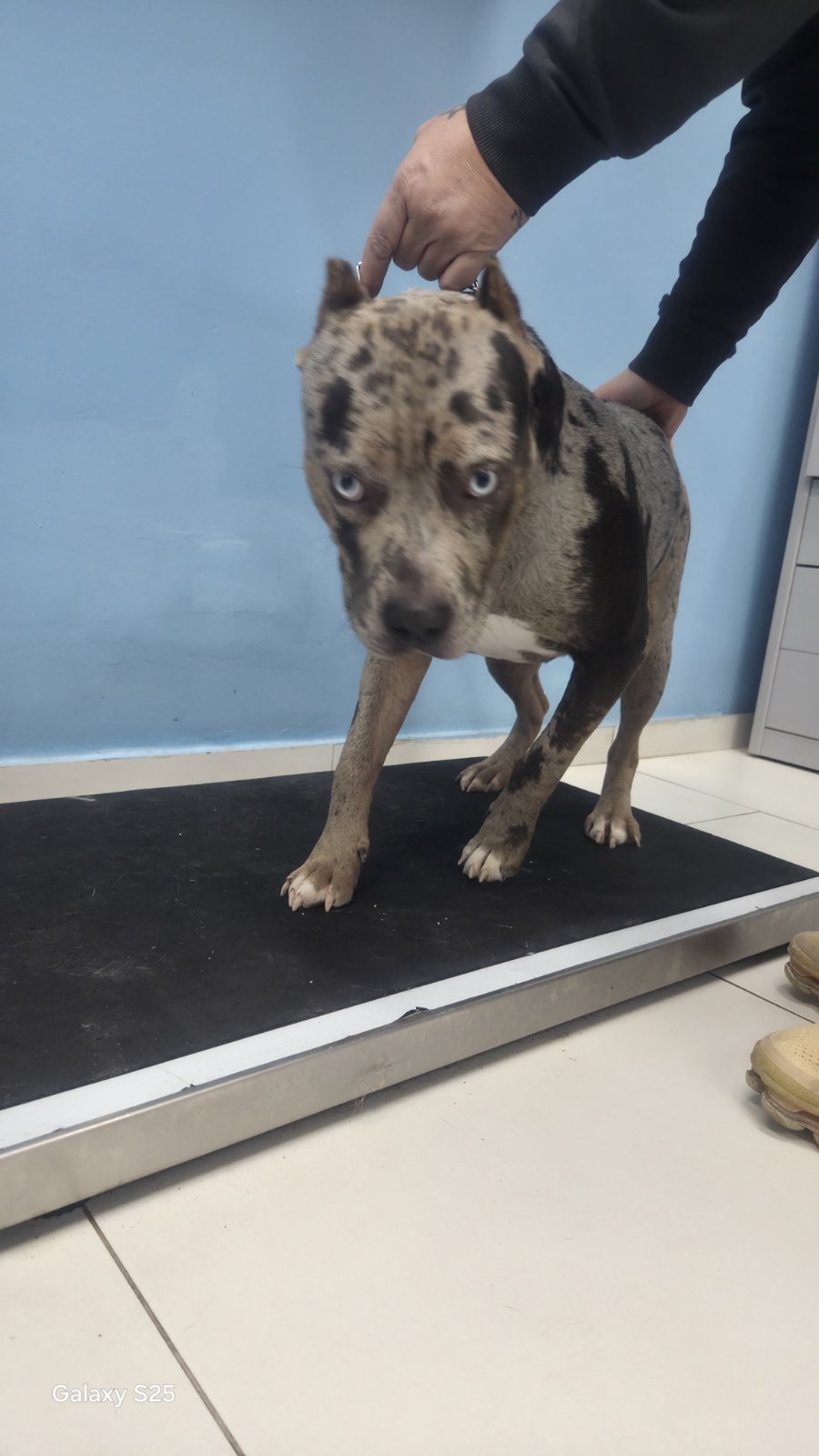 Pas na vaganju i pregledu u ordinaciji 4PET Veterinarske stanice